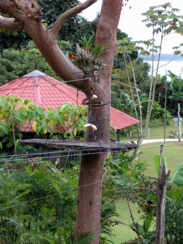 Feeding the birds