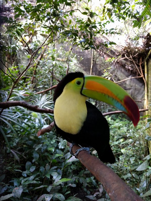 Belize Zoo - Toucan