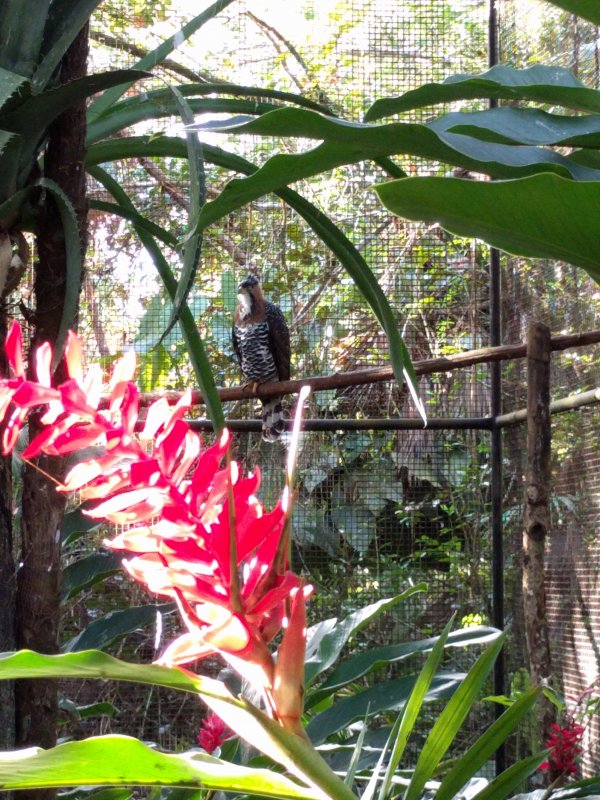 Belize Zoo - Ornate Hawk-Eagle