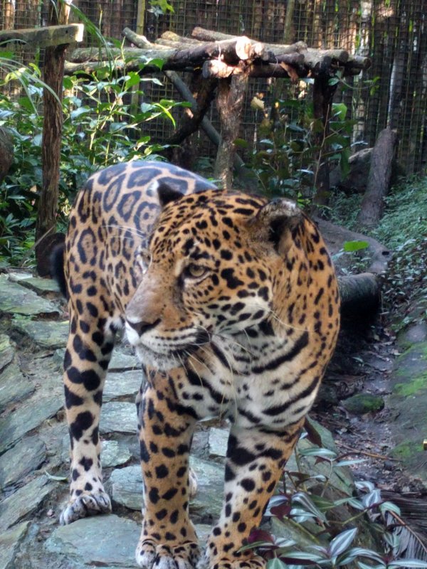 Belize Zoo - Jaguar