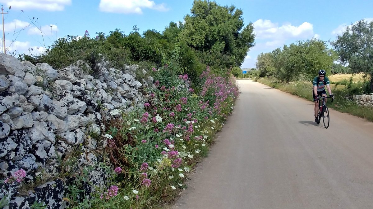 Roadside flowers and stacked walls