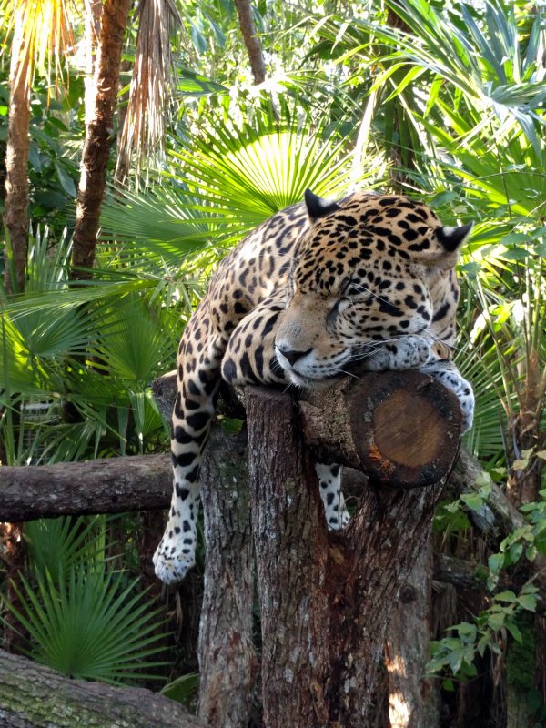 Belize Zoo - Sleepy