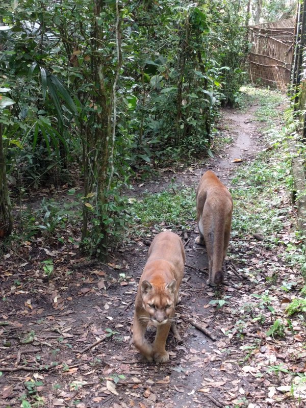 Belize Zoo - Puma