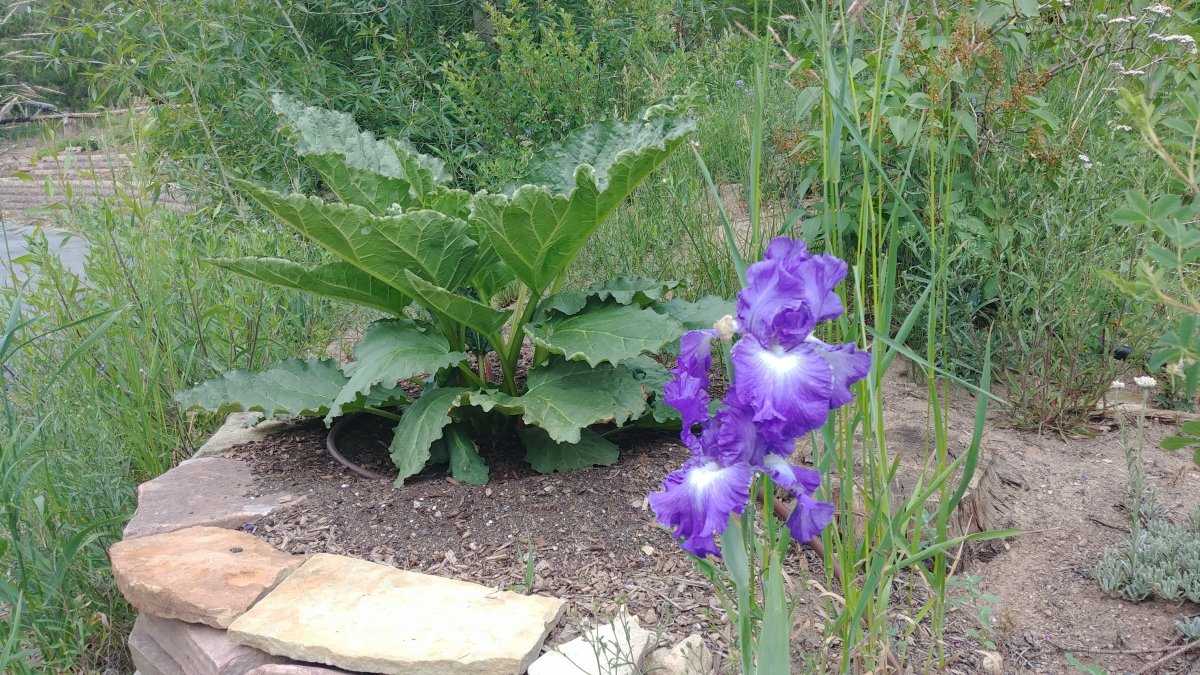 Rhubarb and gladiolus in the yard