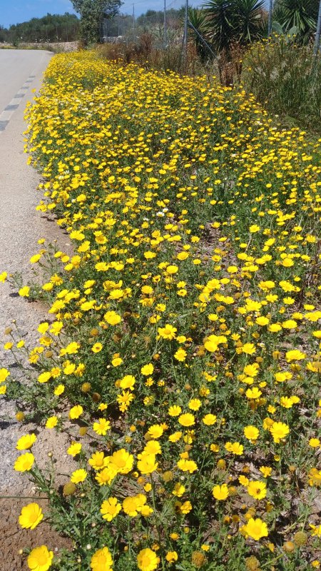 Roadside flowers