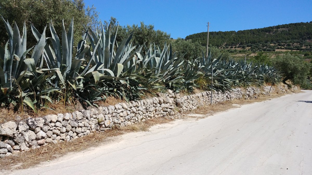 Natural fence