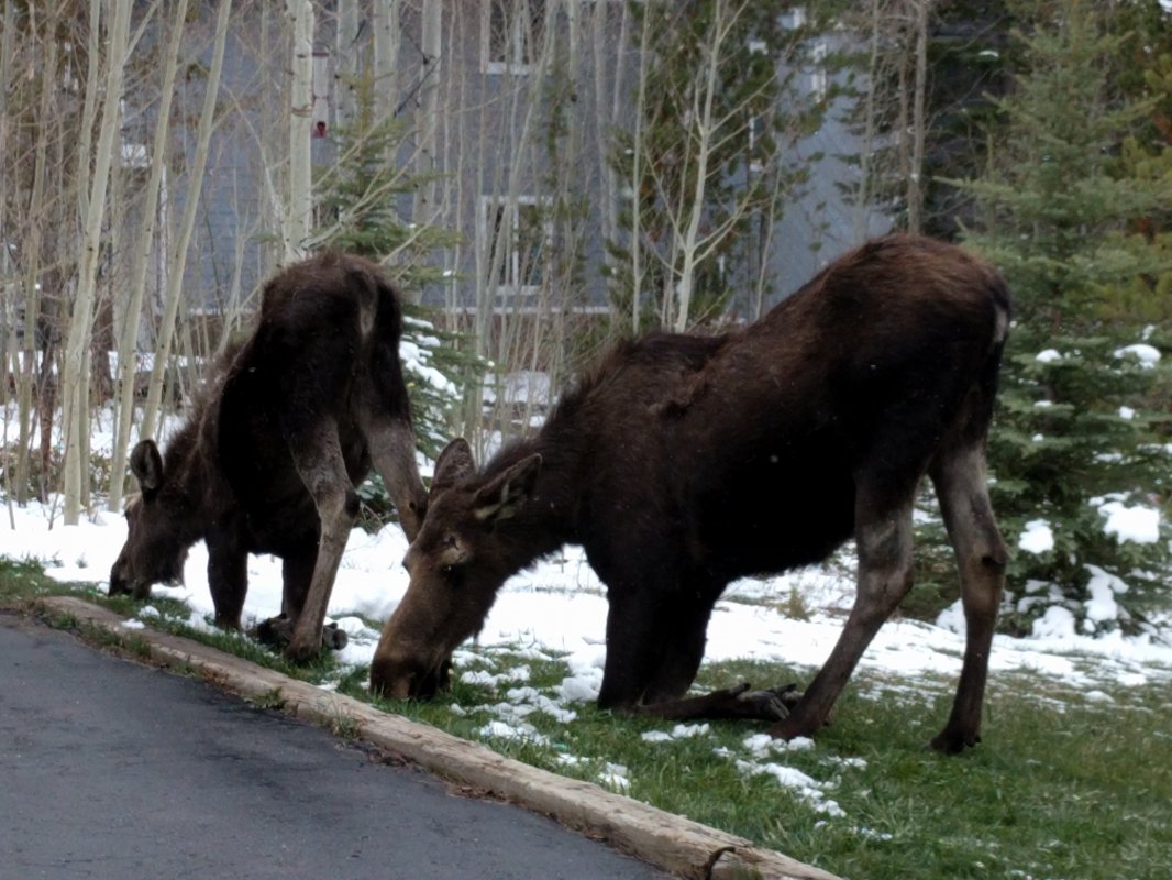 Moose in our yard