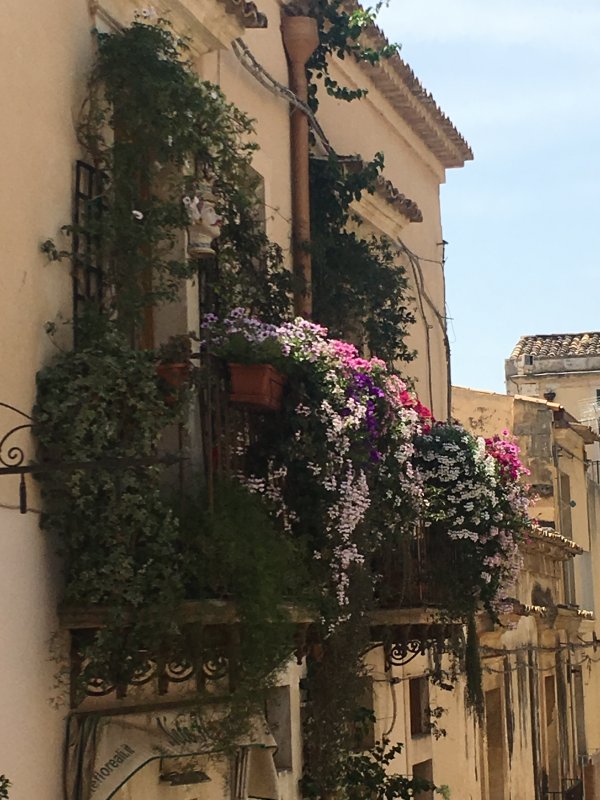 Balcony flowers