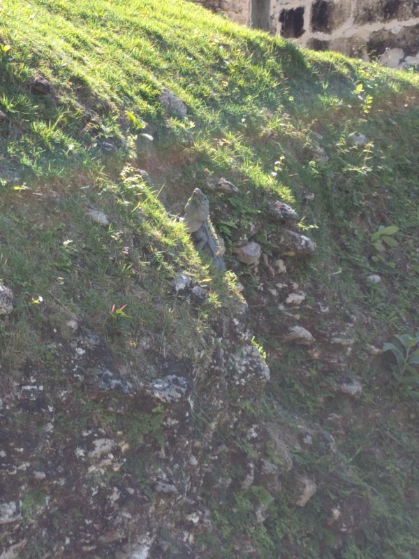 Xunantunich - large Iguana