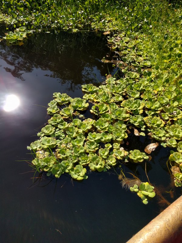 Floating plants