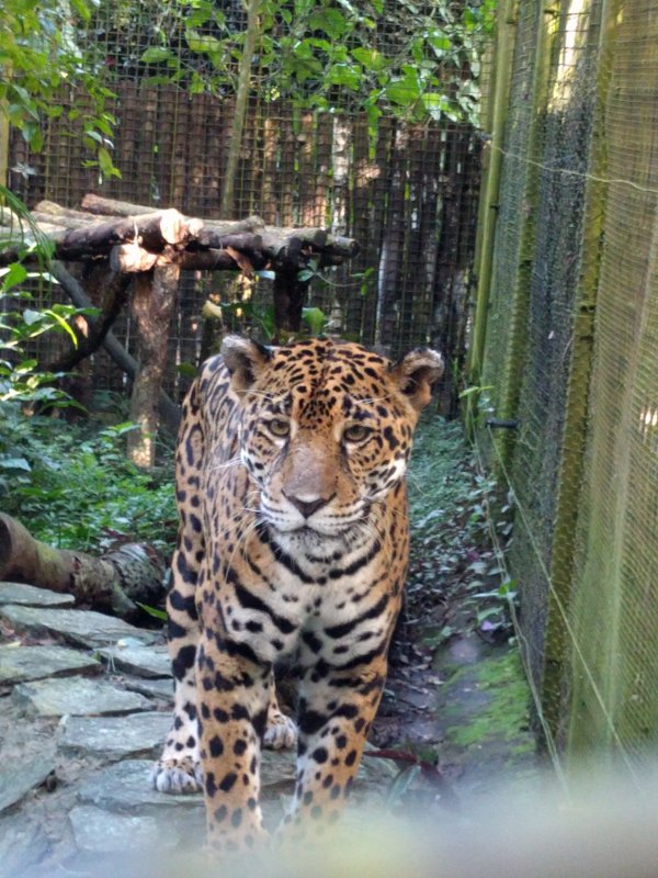 Belize Zoo - Jaguar