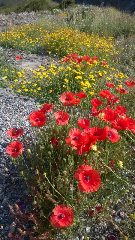 road side Poppies