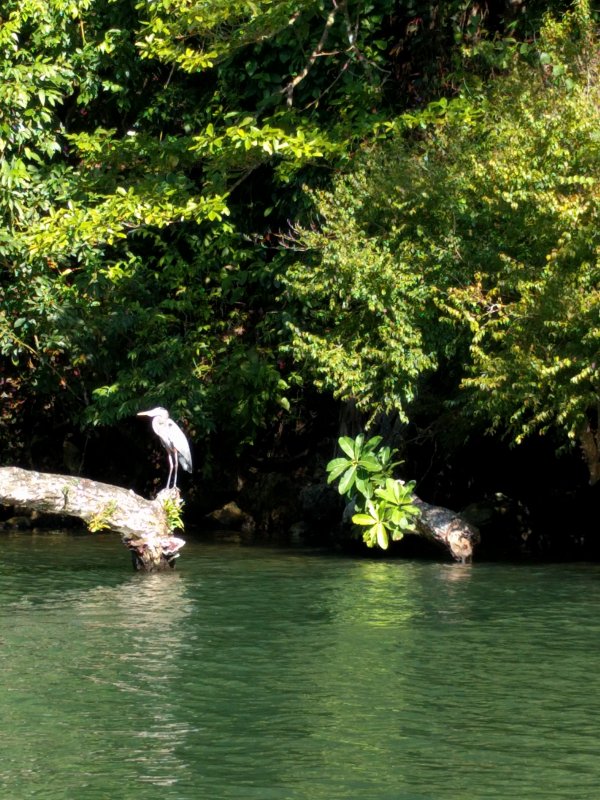 Great Blue Heron