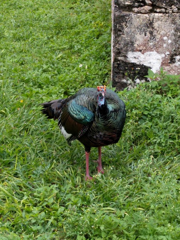 Tikal - Ocellated Turkey