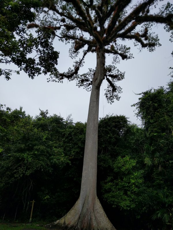 Tikal - Ceiba Tree, sacred tree of the Mayans