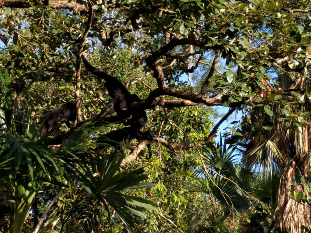 Belize Zoo - Howler Monkey