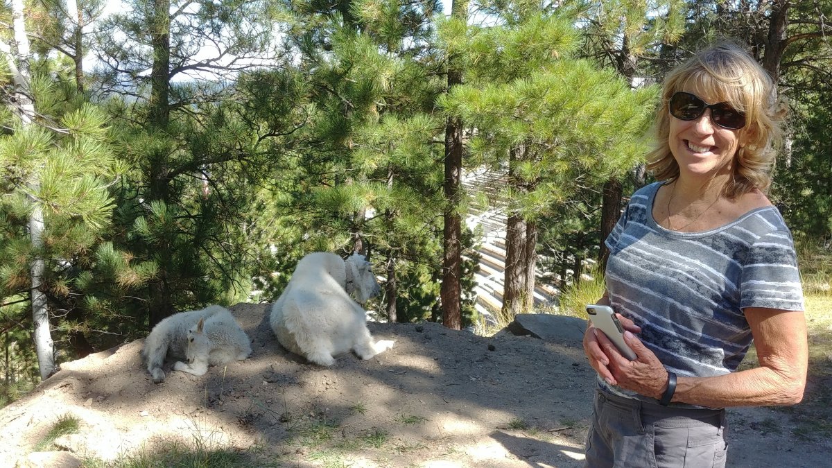 Mount Rushmore with the goats