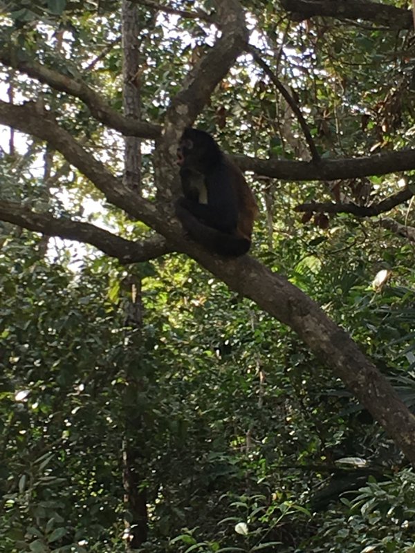 Belize Zoo - Spider Monkey