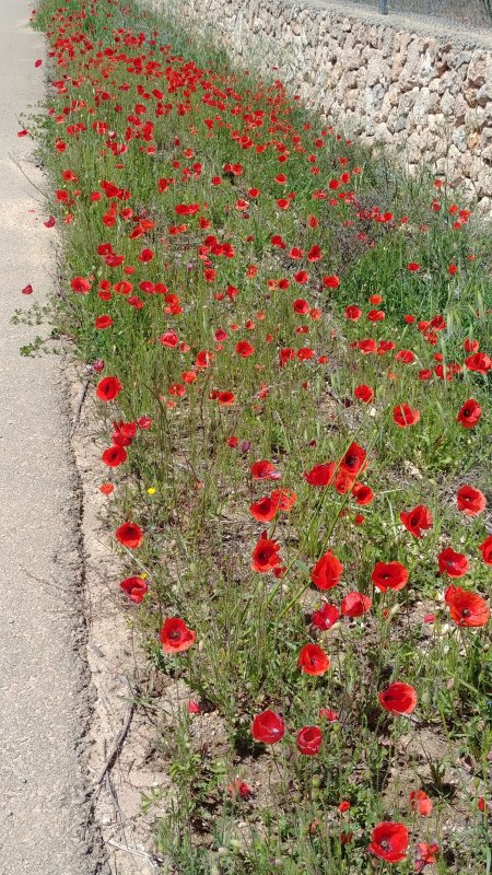 Roadside flowers