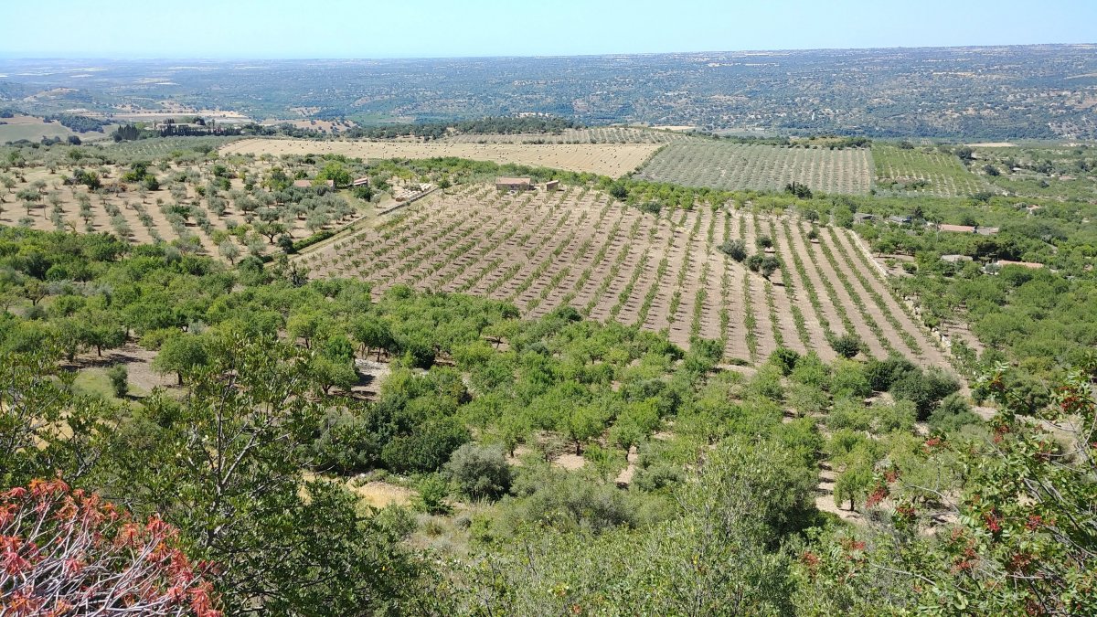 Fruit trees