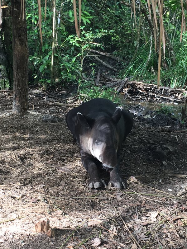 Belize Zoo - Taper