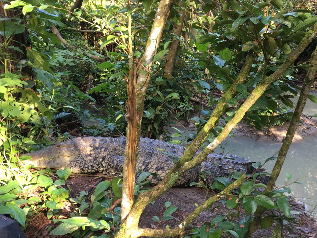 Belize Zoo - Crocodile