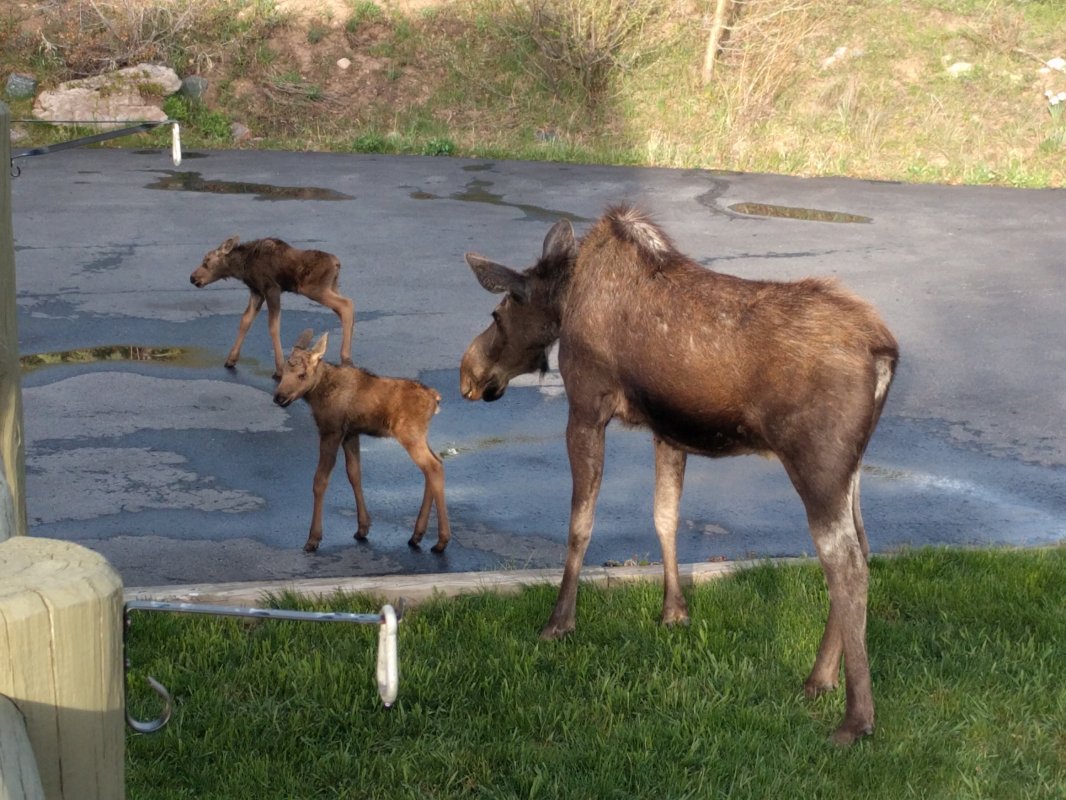 Momma Moose and her 2 calves