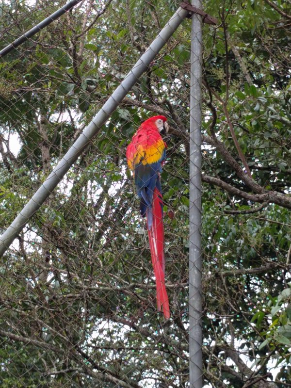 Macaw at restaurant