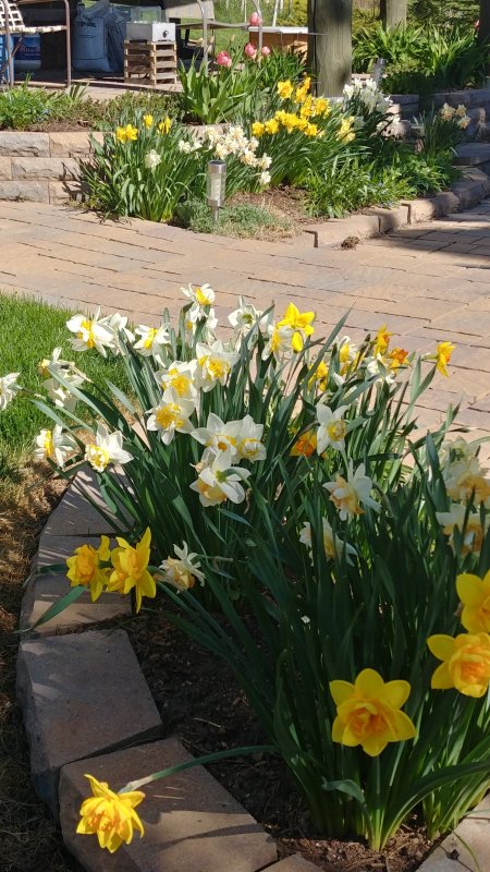 Daffodils around the patio