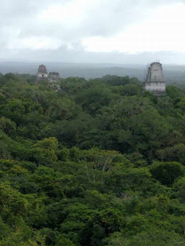 Tikal - Temples I, II, & III from IV