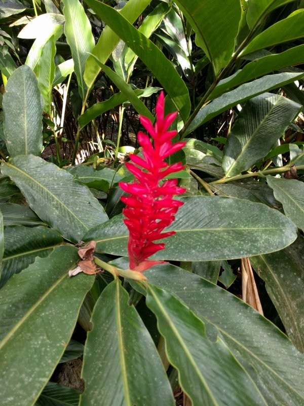 Belize Zoo - Flora