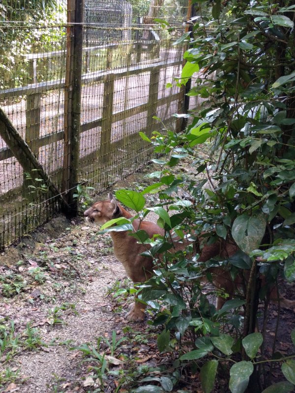 Belize Zoo - Puma