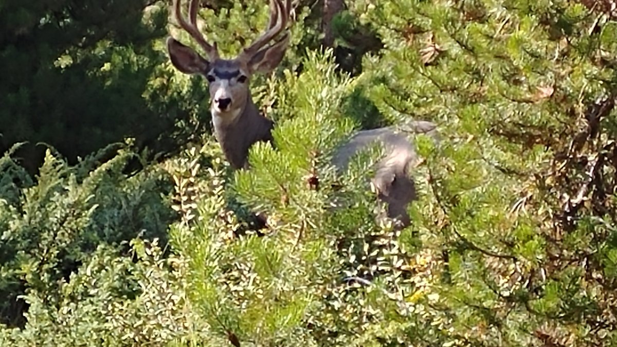 Deer in our yard