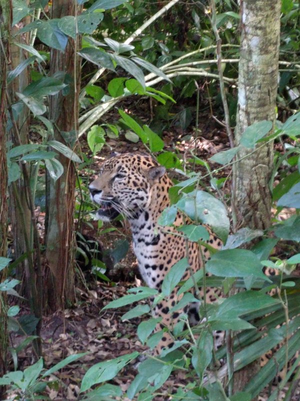 Belize Zoo - Jaguar